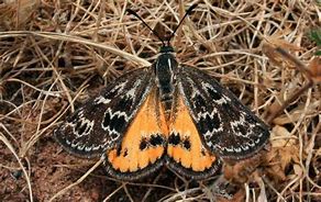 Image result for Sun Moth