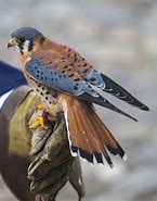 Image result for Two Kestrel Hawks