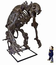 Image result for Giant Ground Sloth Skeleton