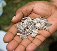 Image result for Flowers Seeds