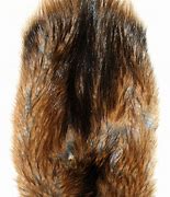 Image result for Muskrat Pelt