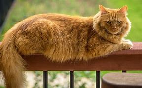 Image result for Large House Cats