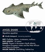 Image result for Angel Shark Species