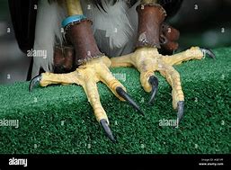 Image result for Folded Talons