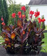 Image result for Red Leaf Canna Lily