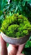 Image result for Moss Dish Garden