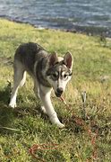 Image result for Baby Wolf Husky Snow