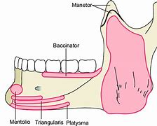 Image result for Mandible Muscle Attachment