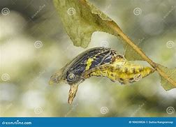 Image result for Pupa of Swallotail