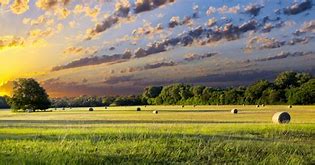 Image result for Hay Field