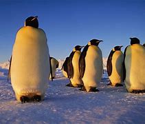 Image result for Emo Penguin