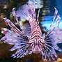 Image result for Lionfish and Scorpion Fish