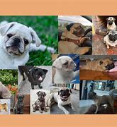 Image result for Tipos De Pug