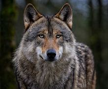 Image result for HDT Wolf