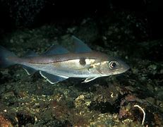 Image result for Haddock