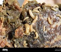 Image result for Maggots Fly Larvae