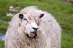 Image result for Emo Sheep