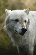 Image result for Full Size Wolf Statue