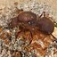 Image result for Atta Ant Species