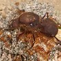 Image result for Atta Ant