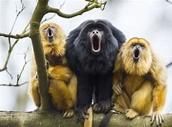 Image result for Rainforest Howler Monkeys