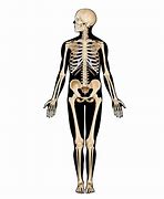 Image result for A Human Skeleton