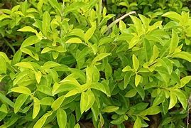 Image result for Fresh Leaf