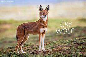 Image result for Africa Wolf