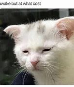 Image result for Meow Meow Meow Sad Cat