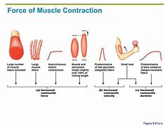 Image result for Energy Systems for Muscles