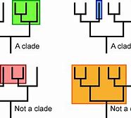 Image result for Talking Clade