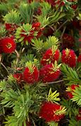 Image result for Dwarf Bottlebrush Shrubs Plants