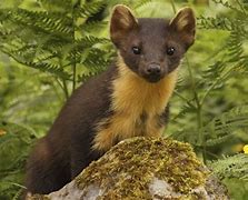 Image result for Black Pine Marten