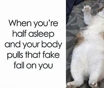 Image result for Pat Cat Image Meme