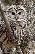 Image result for Barred Owl Gifts