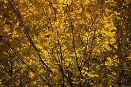 Image result for Greenery Leafy Branches