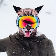 Image result for Cat with Ski Mask