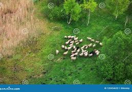 Image result for cattle herd aerial view