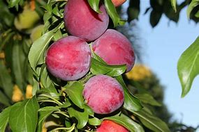 Image result for Candy Rosa Plum