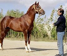 Image result for Liver Chestnut Horse