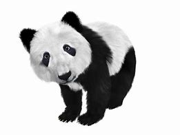 Image result for Panda Monkey