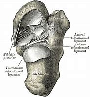 Image result for Intertarsal Articulations