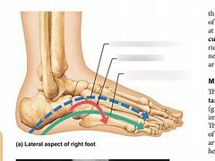 Image result for 3 Arches of the Foot