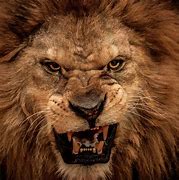 Image result for Roaring Angry Lion Wallpaper