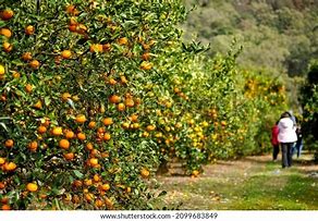 Image result for Citrus Grapefruit Australia