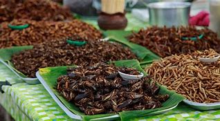 Image result for Commercial Insect Farming