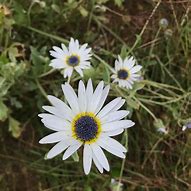 Image result for African Daisy Sprouts