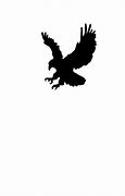 Image result for Black Hawk Bird