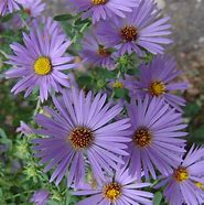 Image result for Aster October Skies