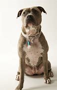 Image result for Pit Bull Dog Sitting